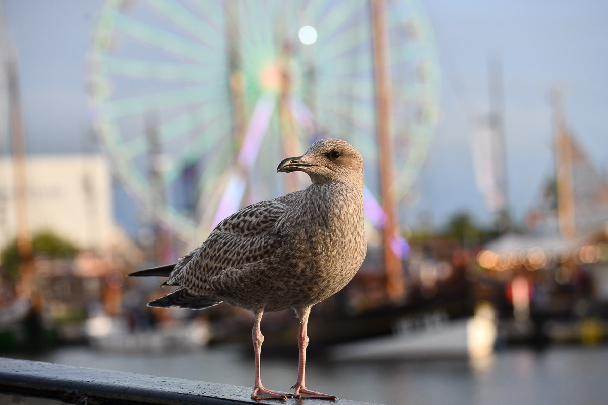 Möwe im Hafen
