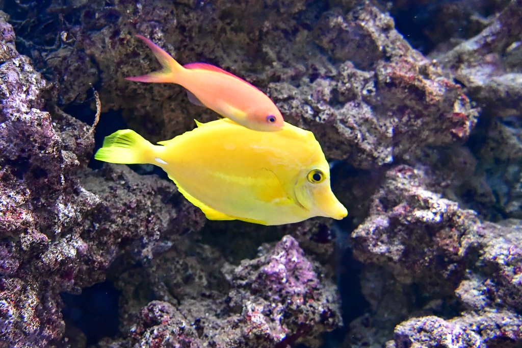 Gelber Doktorfisch im Aquarium