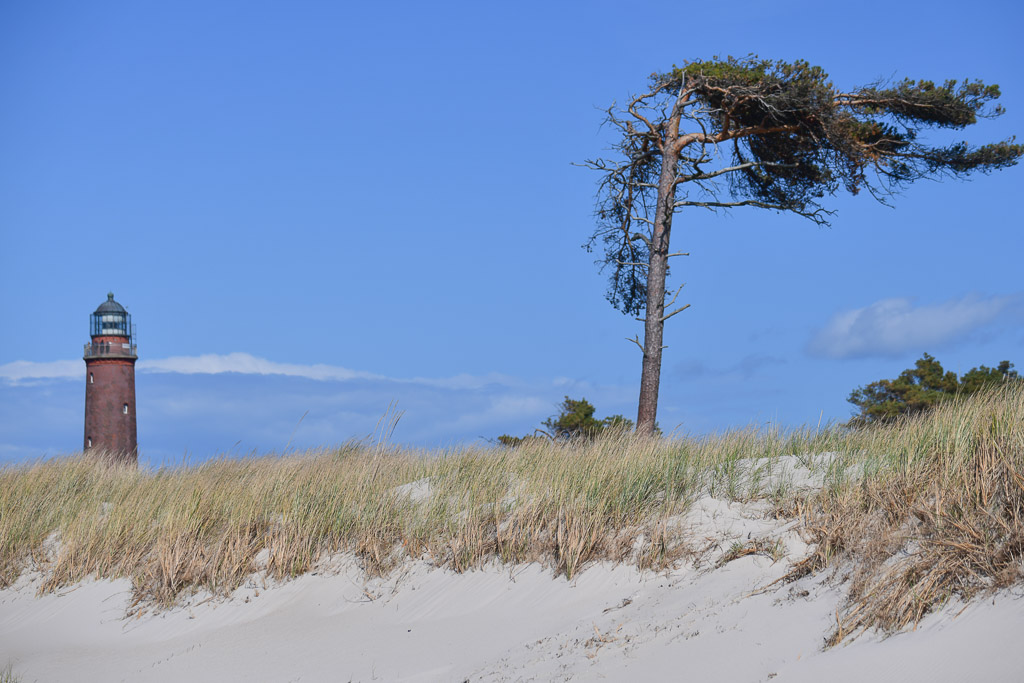 Windflüchter-Kiefer am Strand
