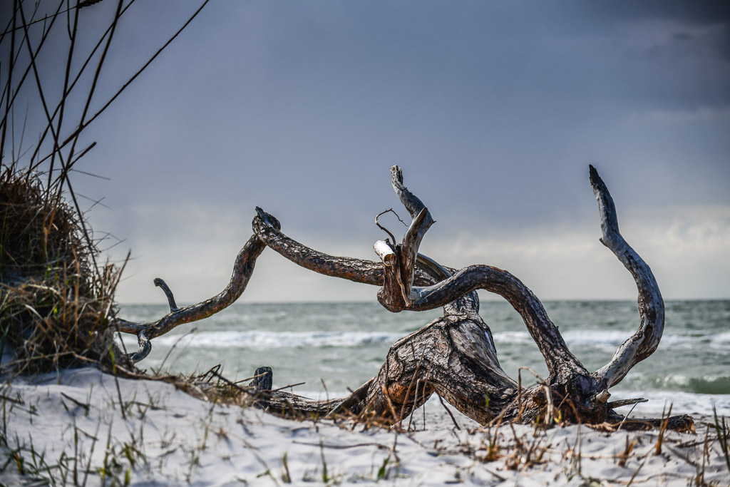 Treibholz am Strand