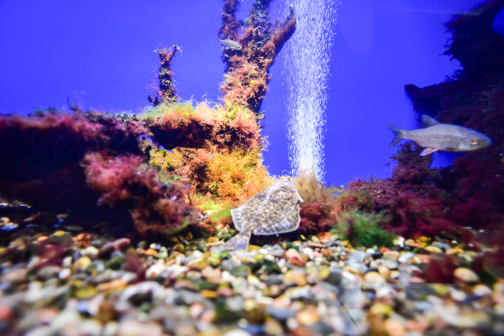 Aquarium mit Unterwasserlandschaft