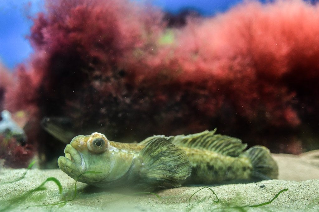 Grundel im Aquarium
