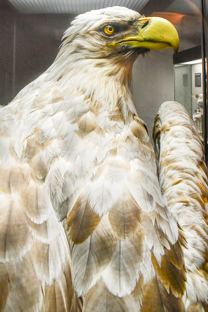 Präparierter Seeadler im Hochformat
