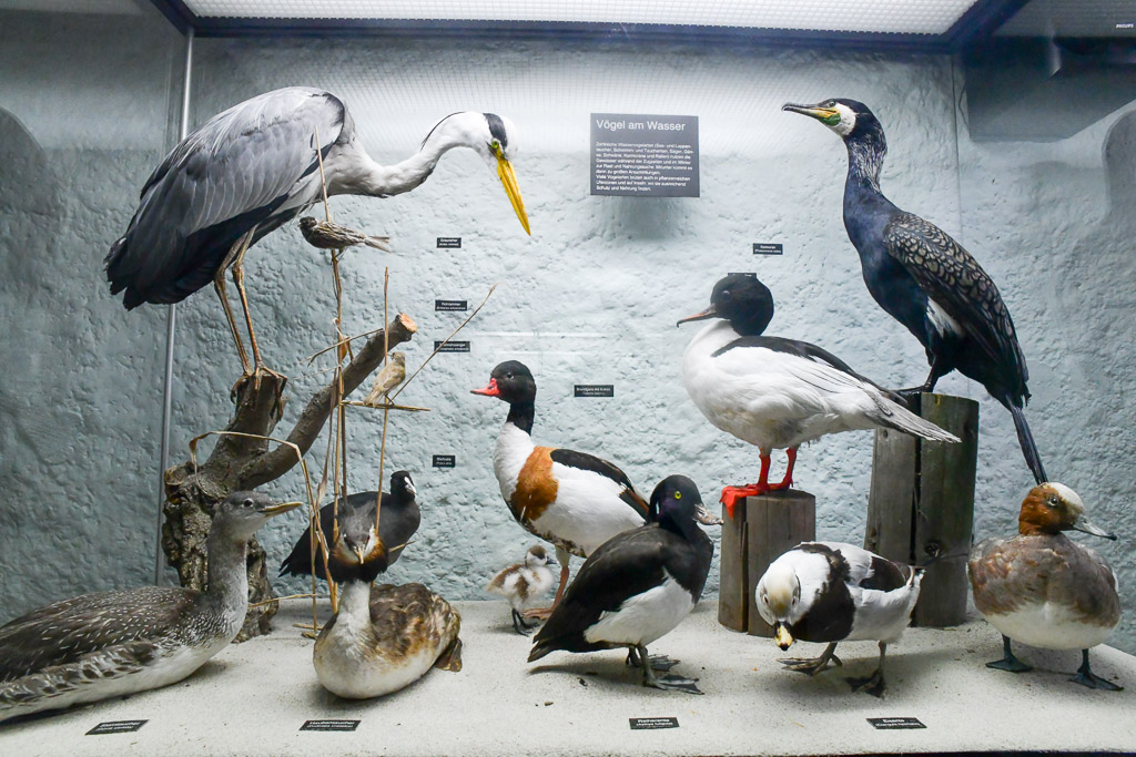 Präparierte Wasservögel in einer Vitrine