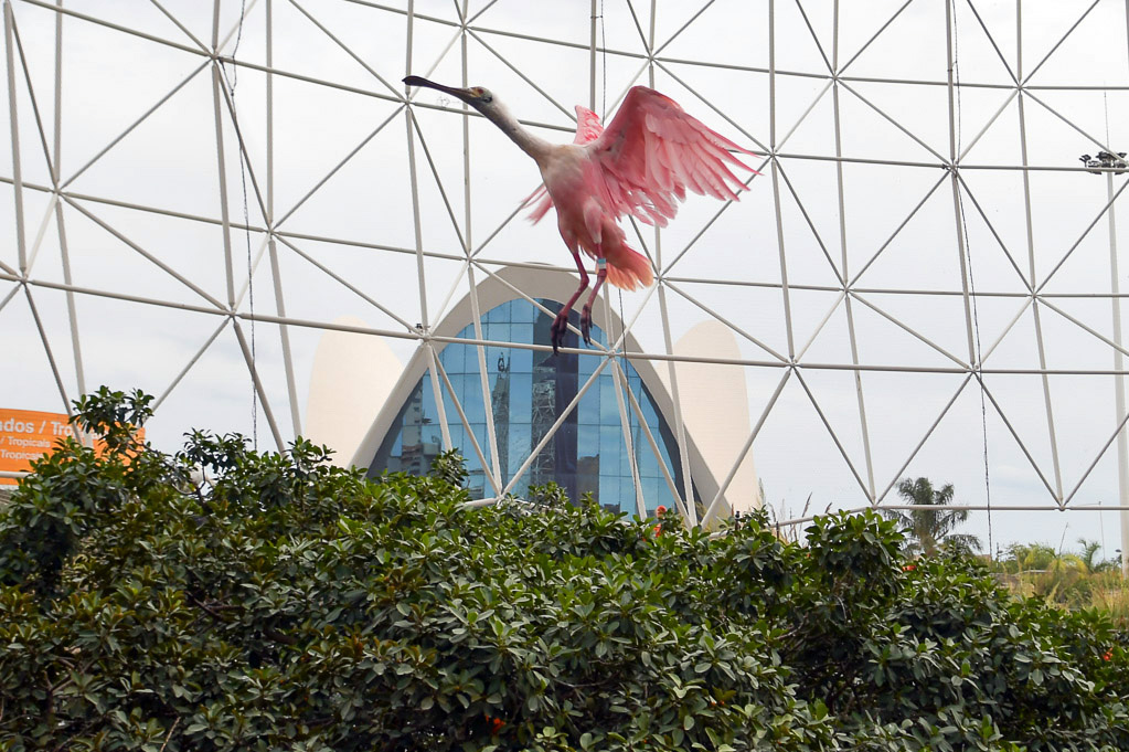 Rosa Löffler fliegt vor der Gitterkuppel