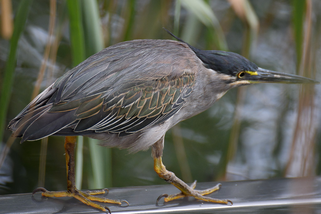 Grüner Reiher am Wasser
