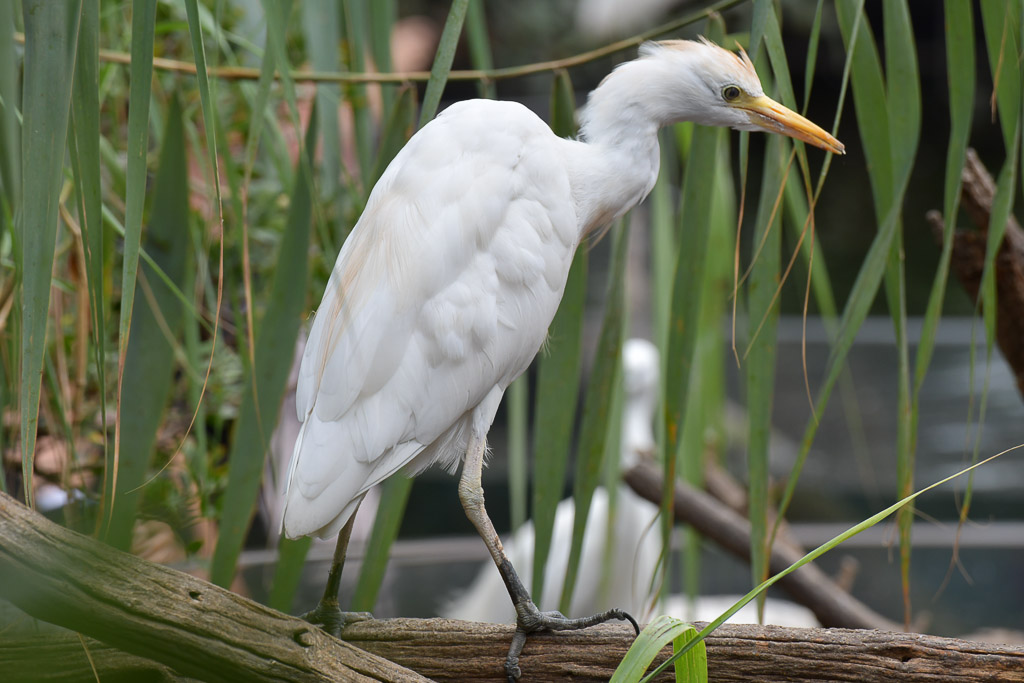 Weißer Reiher im Schilf