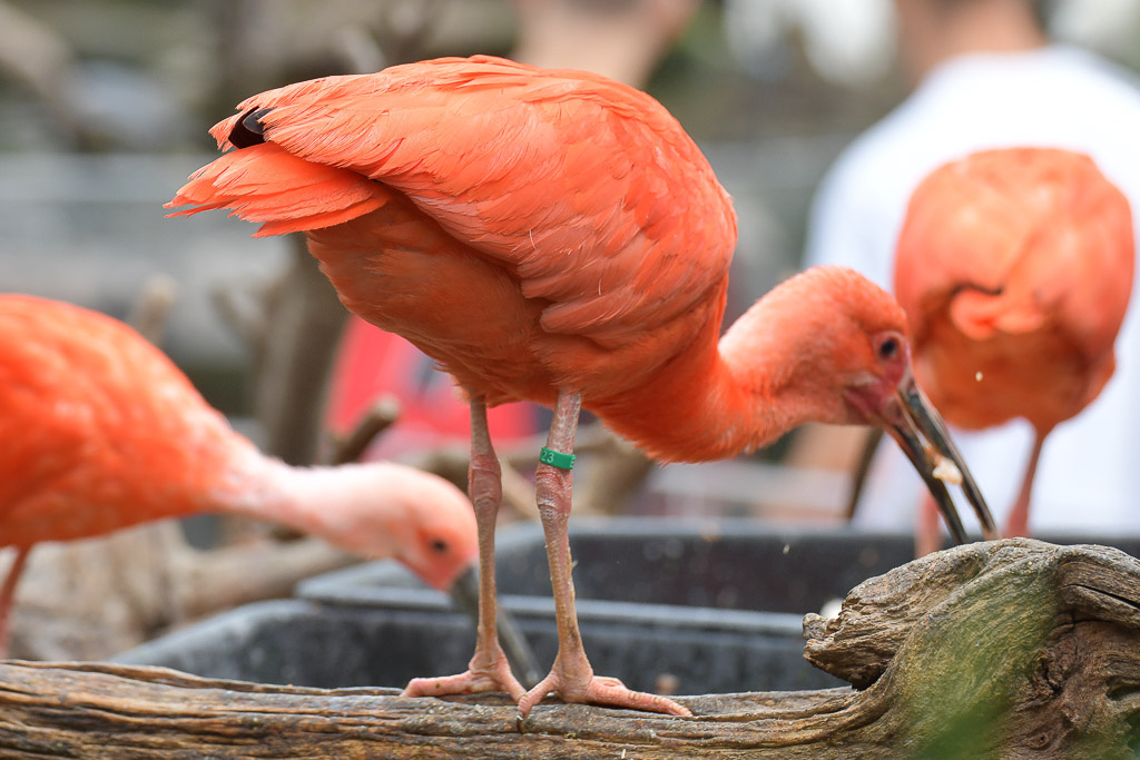 Roter Ibis