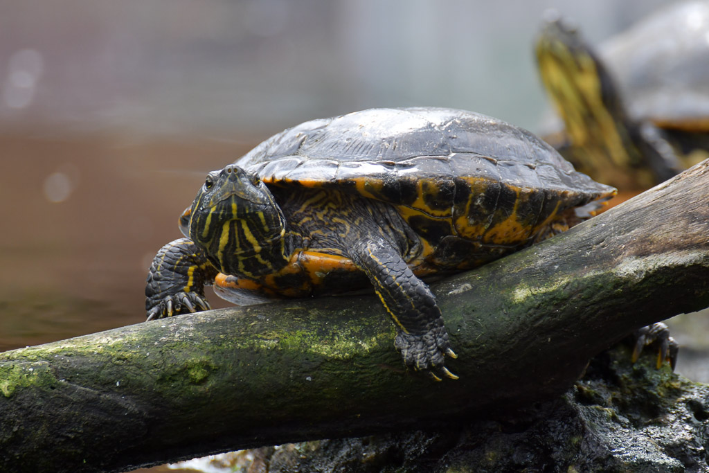 Schildkröte auf einem Ast
