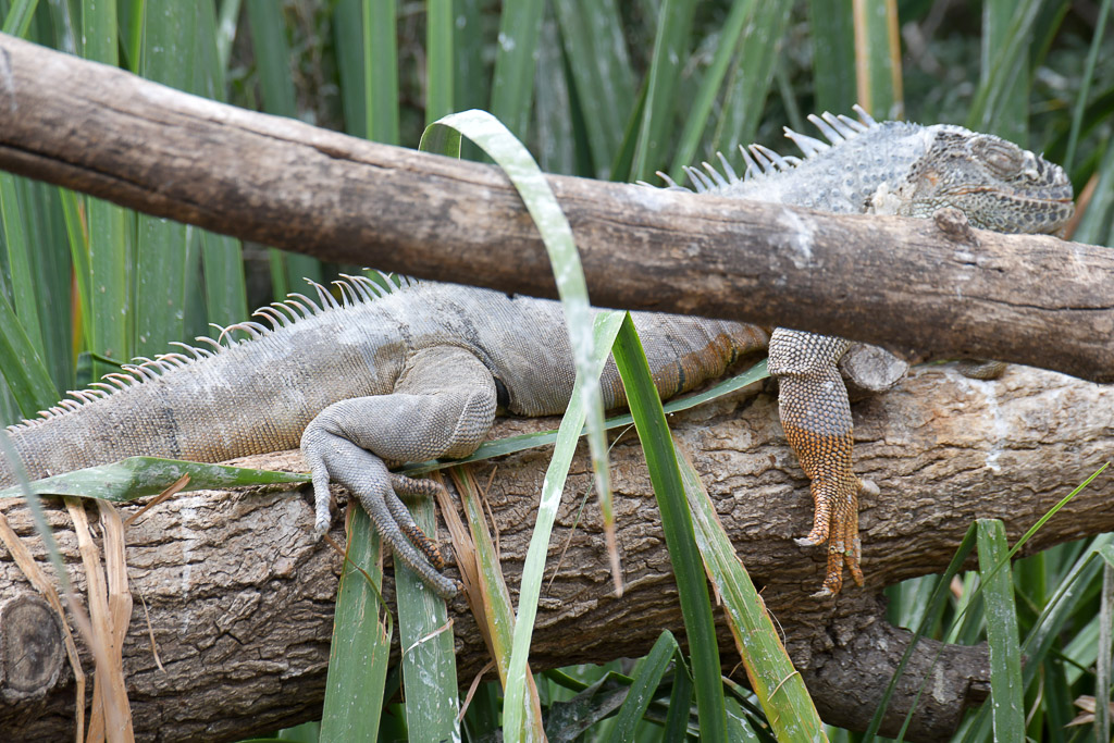 Leguan auf einem Ast