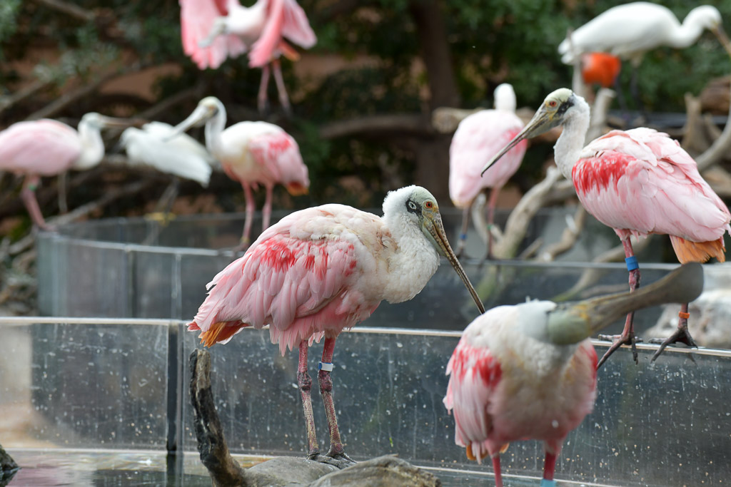 Flamingos und Löffler am Wasser