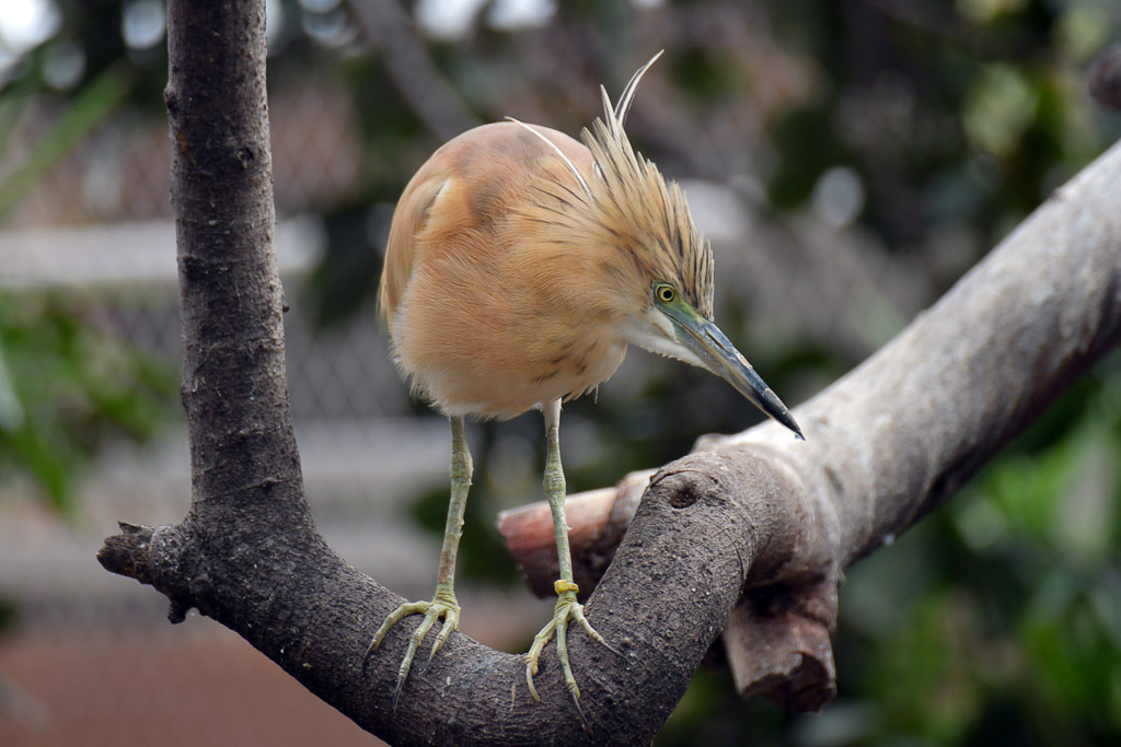 Kleiner Vogel auf einem Ast