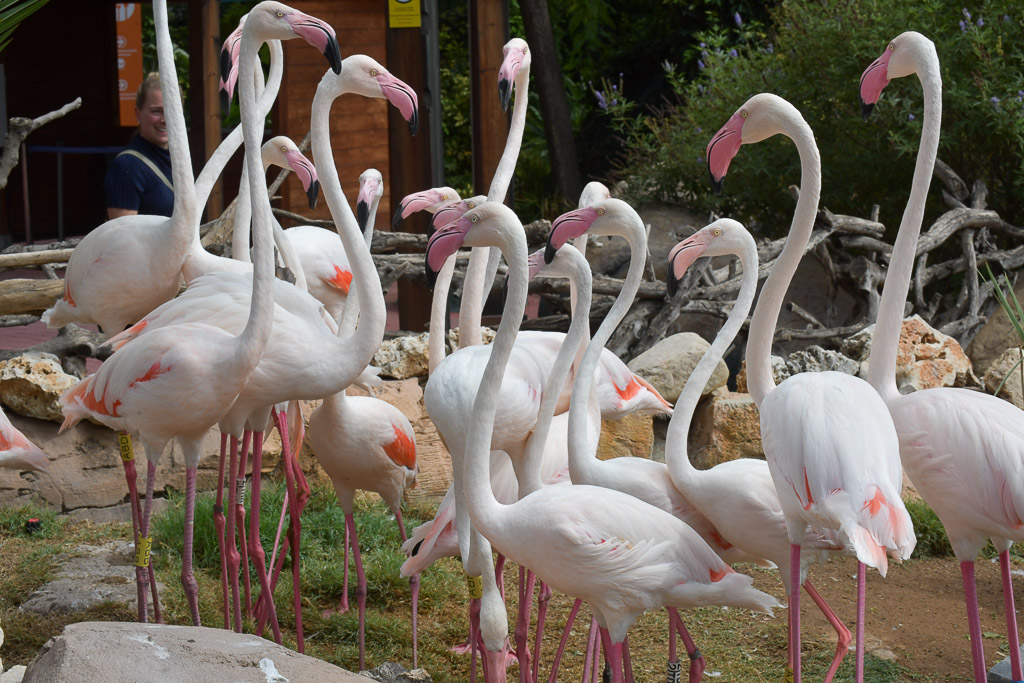 Flamingos im Teich