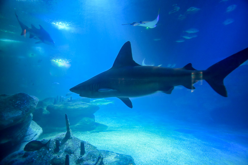 Hai im Aquarium
