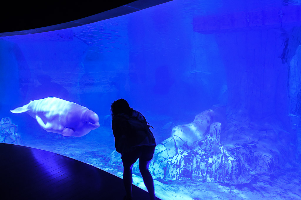 Besucherin vor einem Becken mit hellem Fisch