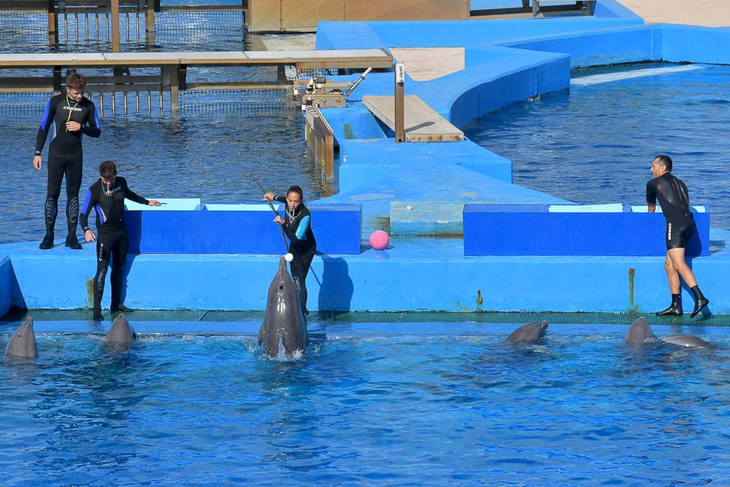 Delfin mit Trainern am Beckenrand