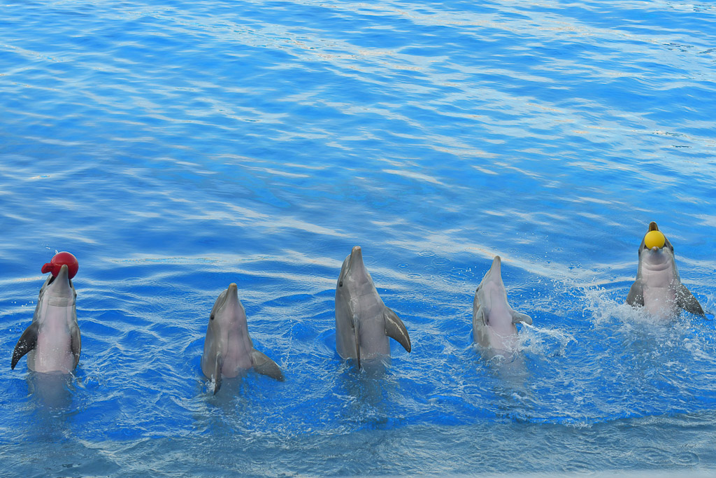 Vier Delfine nebeneinander im Wasser