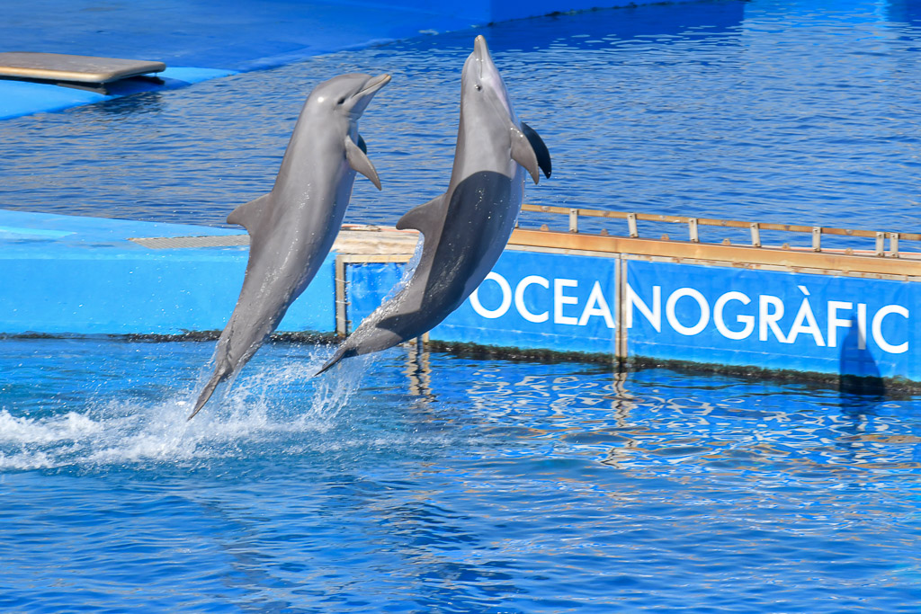 Delfine springen vor dem Oceanogràfic-Schriftzug