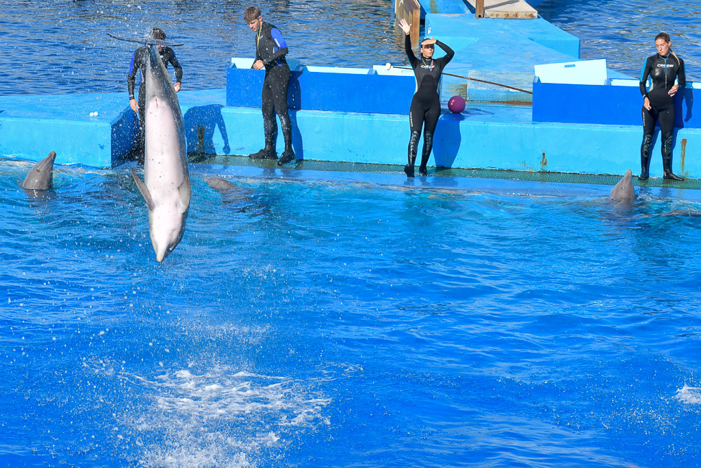 Delfin springt über den Trainern