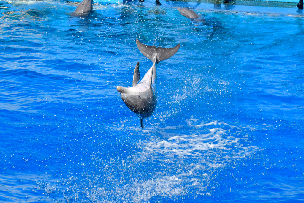 Delfin springt aus dem Wasser