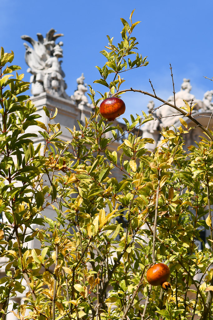 Orangen am Baum