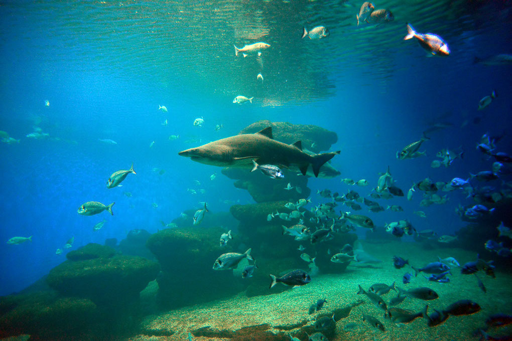 Haie und Fische im großen Becken