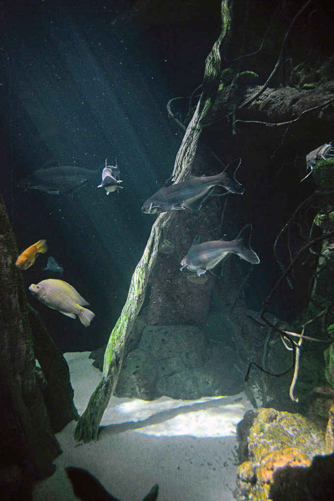 Fische in einem Becken im Hochformat