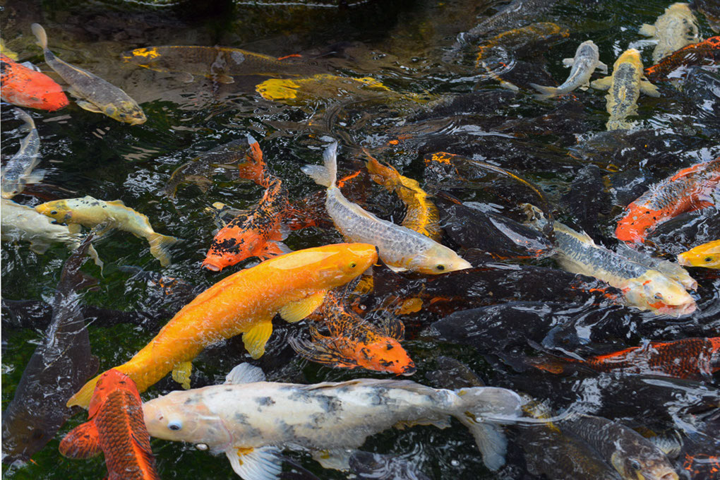 Bunte Kois im Teich