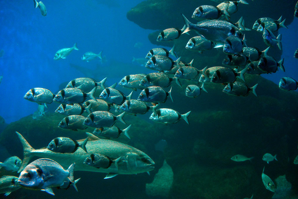 Fischschwarm im Becken