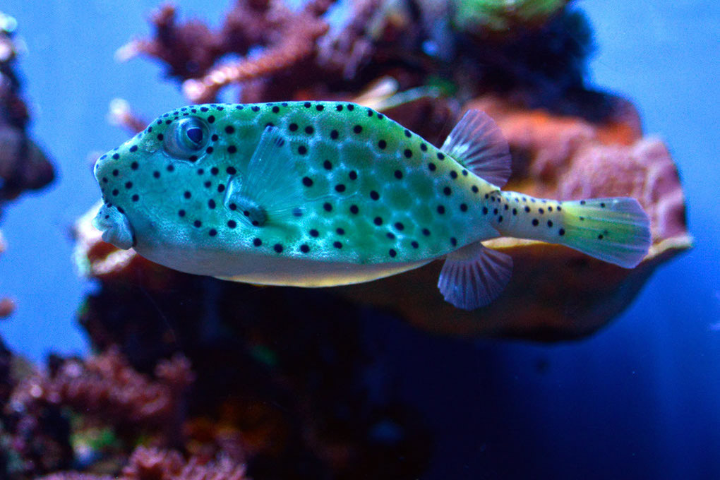 Kofferfisch mit blauen Punkten