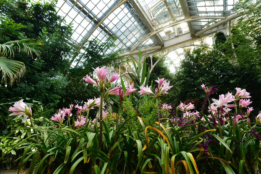 Blühende Pflanzen im Palmenhaus