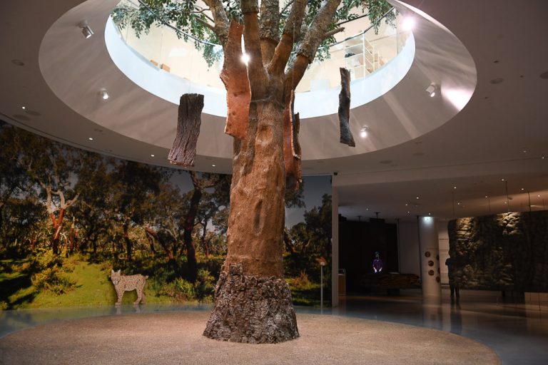 Korkeiche in einem Rund mit Wald-Ökosystem