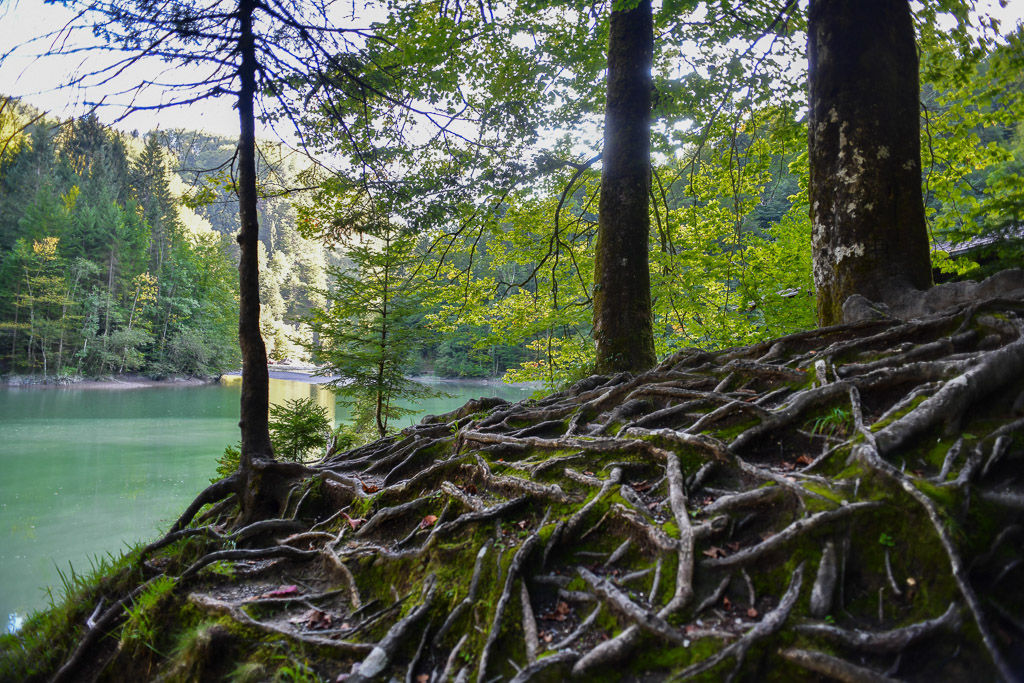 Baumwurzeln am Stausee