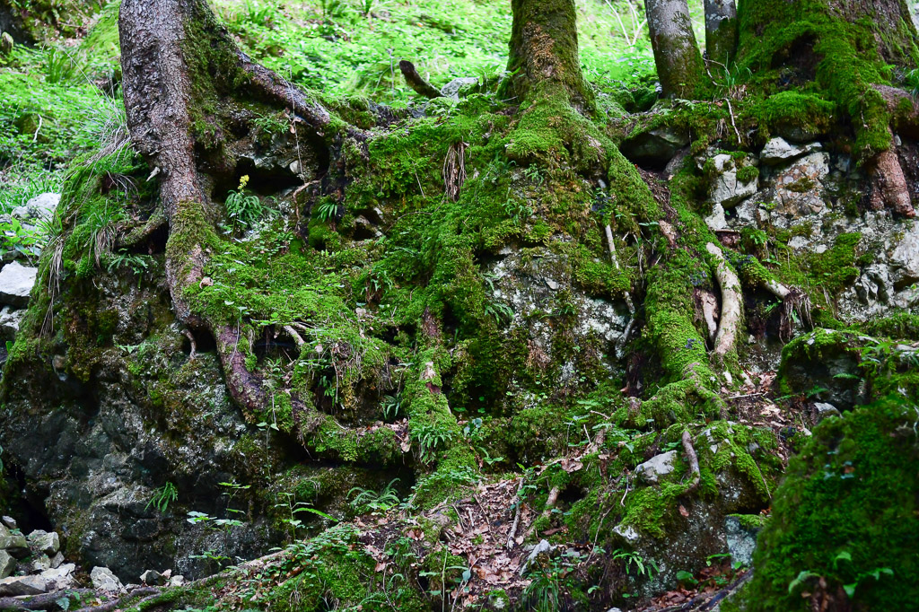 Moosbedeckte Wurzeln im Wald