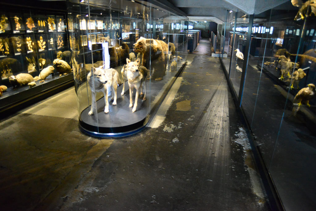 Ausstellungshalle mit Tierpräparaten