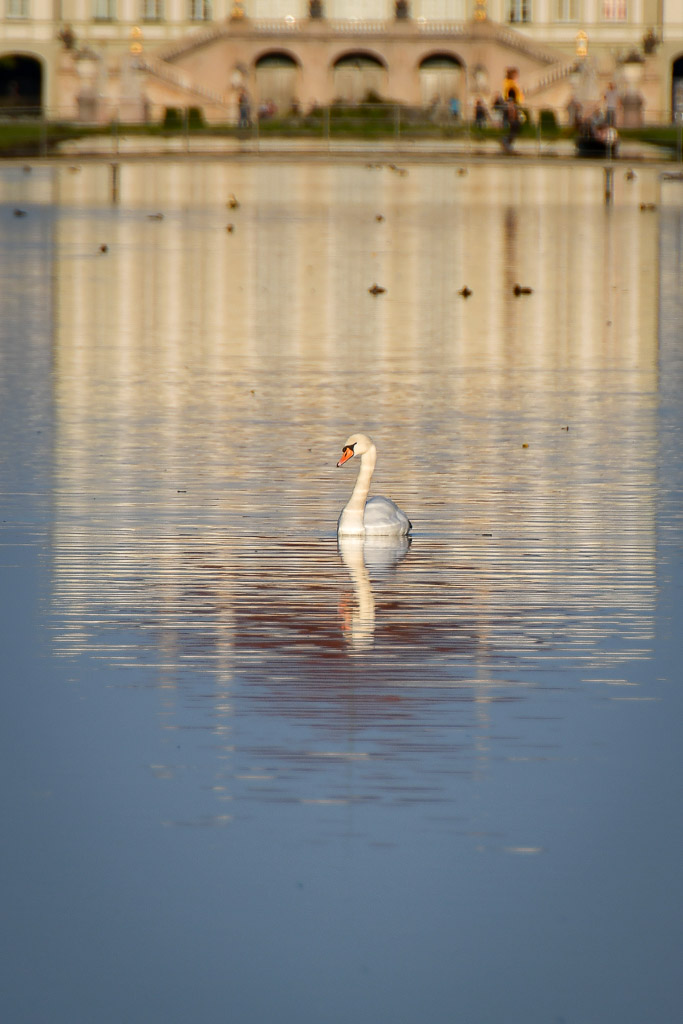 Schwan im Kanal im Hochformat