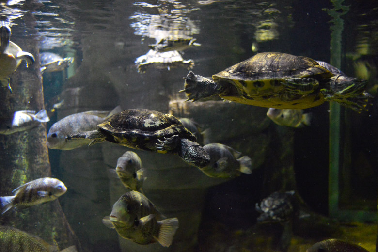 Schildkröten im Wasser