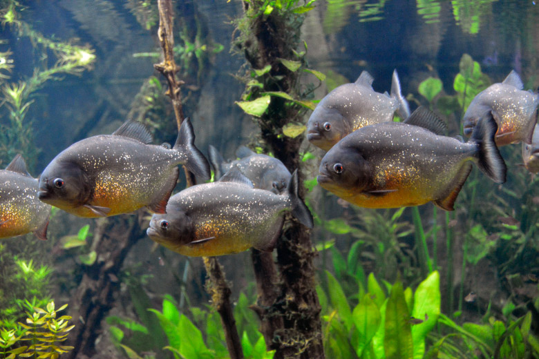 Piranhas im Becken