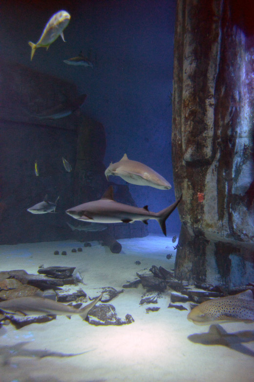 Fische im Hochformat