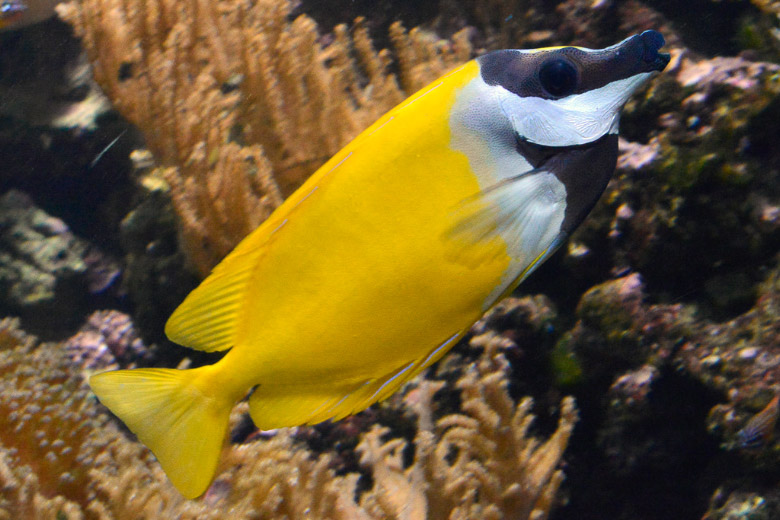 Gelb-weißer Korallenfisch