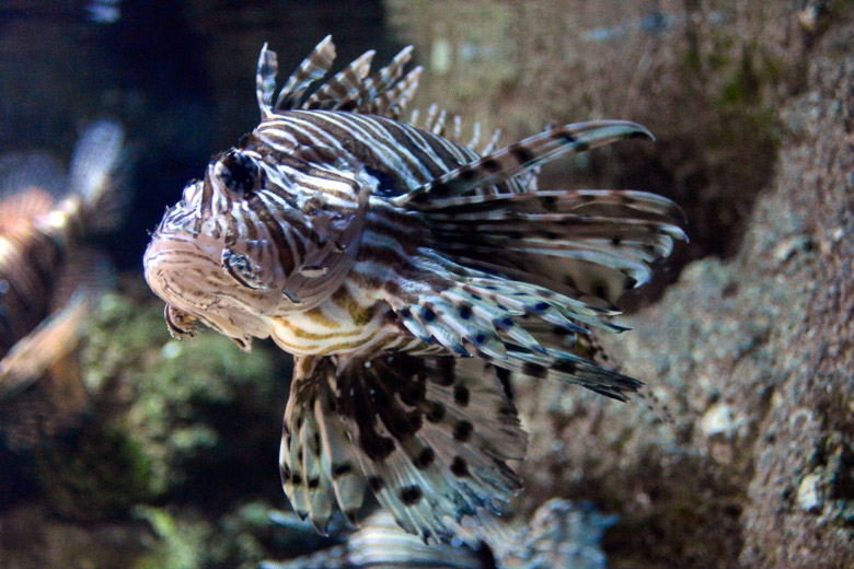 Rotfeuerfisch