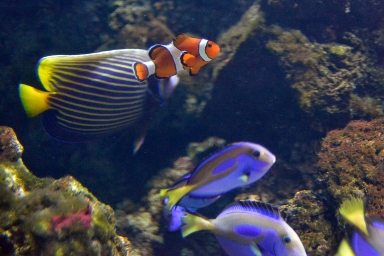 Anemonenfisch und Doktorfische