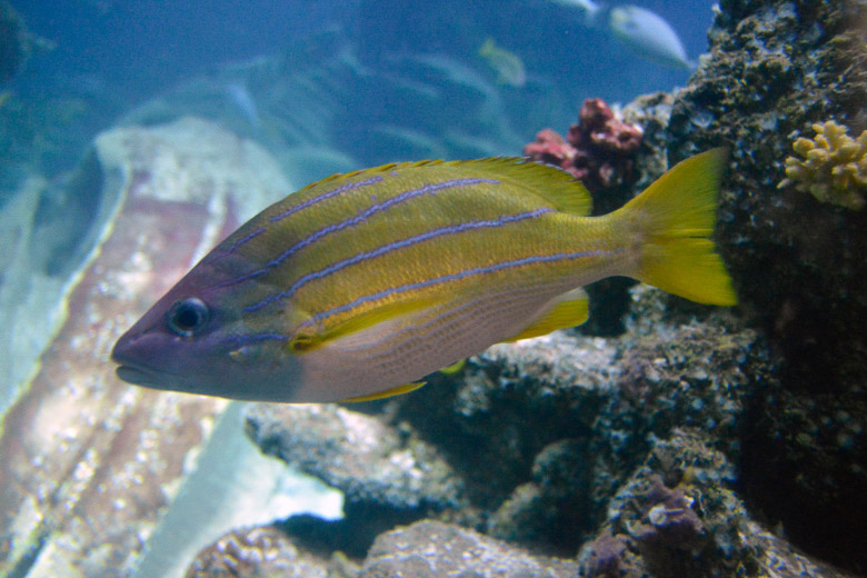 Gelb gestreifter Fisch