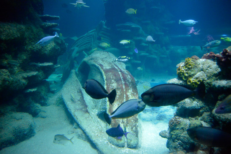 Fische am Wrack