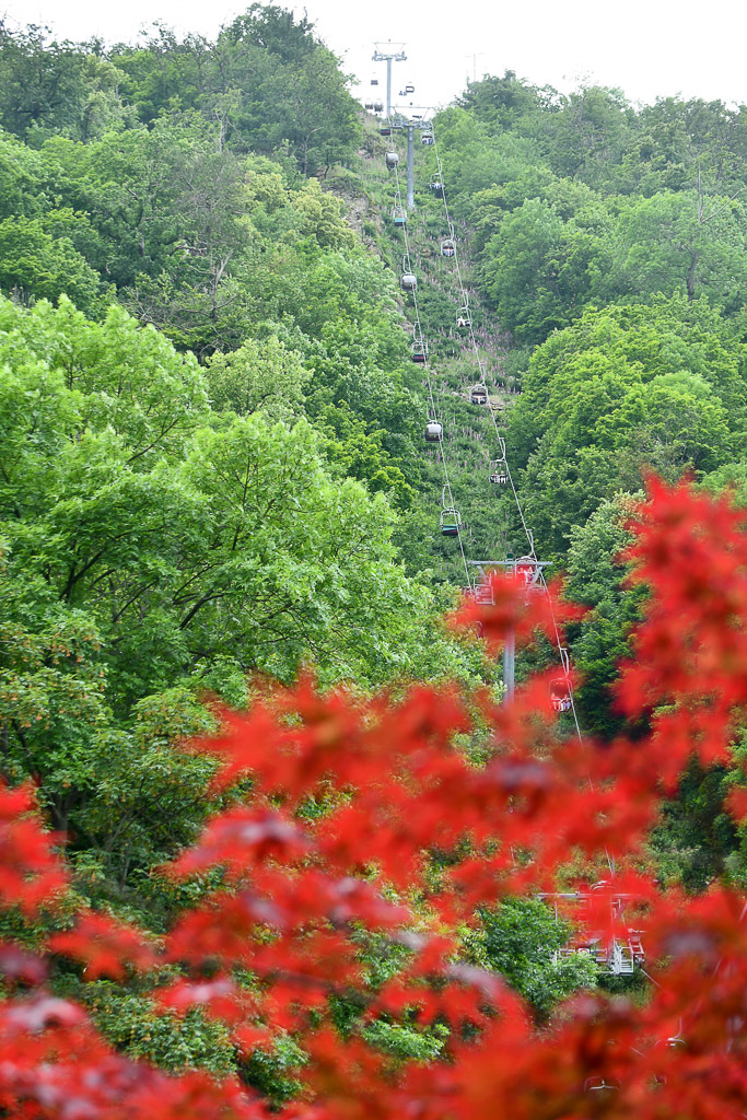Rote Blüten vor dem Wald im Hochformat