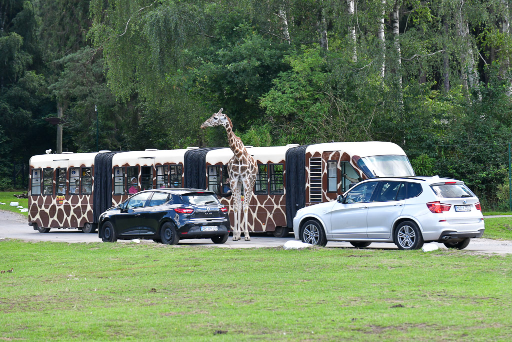 Safaribus mit Giraffenmotiv