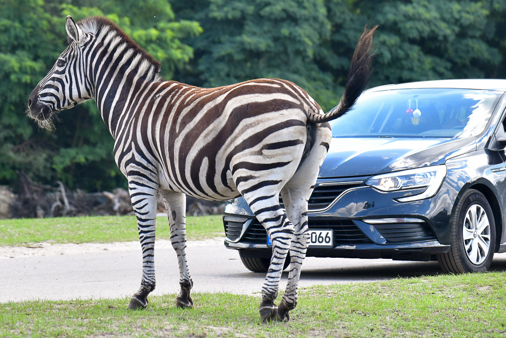 Zebra neben einem Auto