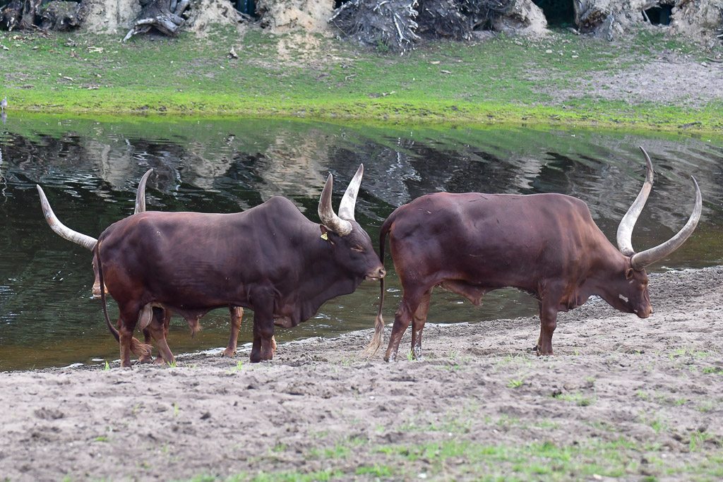 Rinder mit großen Hörnern