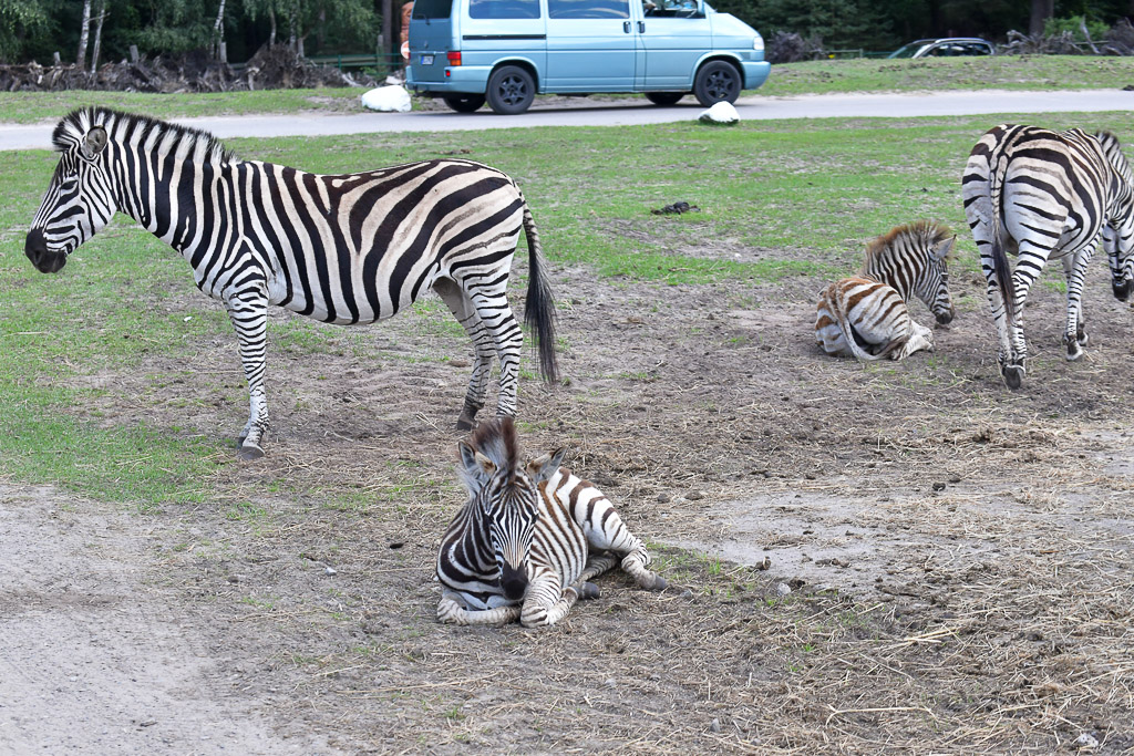 Zebras