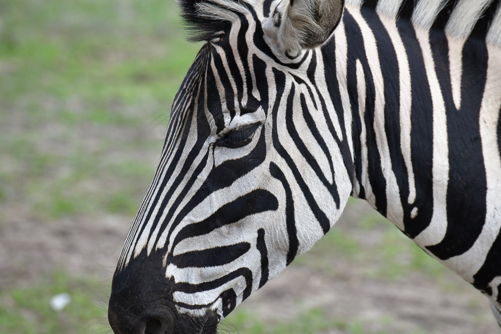 Zebra im Porträt
